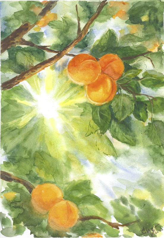 04-Sunny-apricot